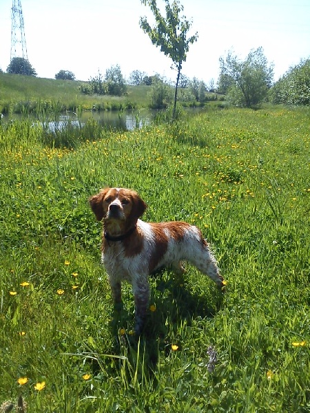 CHIOTS NES CHEZ NOUS